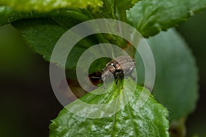 Common leaf weevil, Phyllobius pyri on leaf