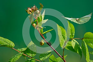 Common or Lemon Emigrant Catopsilia pomona Butterfly  and Eggs