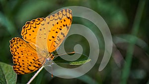 Common Leopard Butterfly on Left