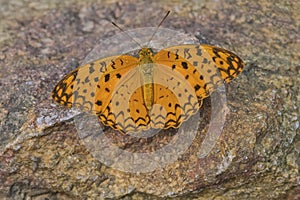 Common Leopard butterfly with open wings resting on rock