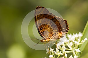 Common Leopard butterfly - Phalanta phalantha