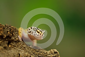 Common leopard gecko with green background