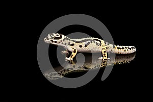Common leopard gecko with reflection on a black background