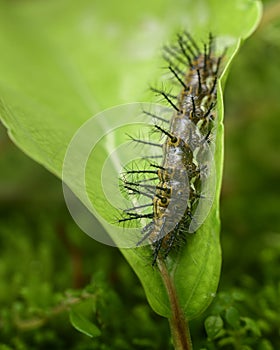 Common leopard larva eating Governorâ€™s plum leaf close up macro. Various stages of the metamorphosis of a beautiful butterfly