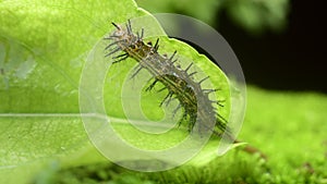 Common leopard larva eating Governorâ€™s plum leaf close up macro. Various stages of the metamorphosis of a beautiful butterfly