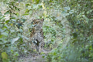 Common Leopard in Nepal