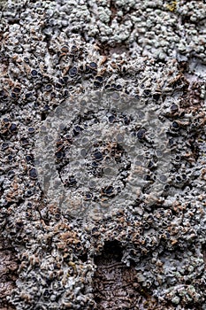 Common Lichen Texture