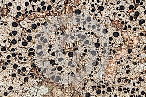 Common Lichen Texture