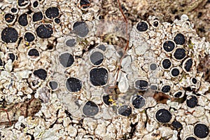 Common Lichen Texture