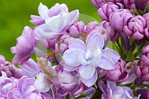 Common Pink Lilac Plant Florets