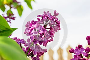 Common lilac flower Syringa vulgaris in bright sunlight, with a blurry picket fence in the background.