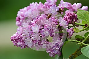 Common lilac syringa vulgaris