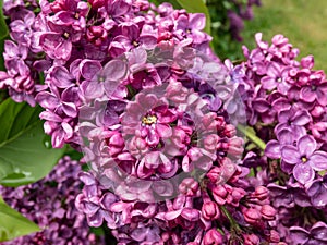 Common Lilac (Syringa vulgaris) \'Andenken an Ludwig Spath\' blooming with panicles packed with amazingly