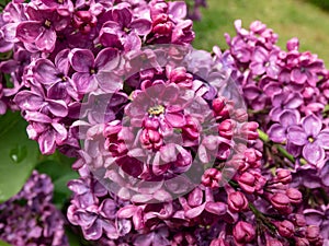 Common Lilac (Syringa vulgaris) \'Andenken an Ludwig Spath\' blooming with panicles packed with amazingly