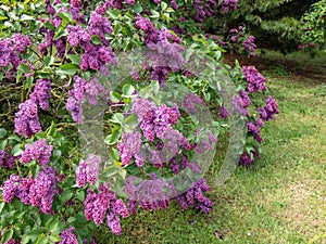 Common Lilac (Syringa vulgaris) \'Andenken an Ludwig Spath\' blooming with slender panicles