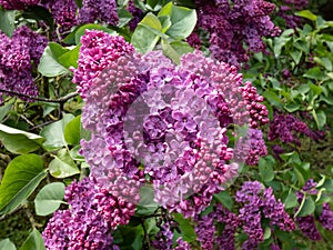 Common Lilac (Syringa vulgaris) \'Andenken an Ludwig Spath\' blooming with slender panicles