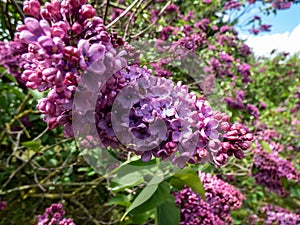 Common Lilac (Syringa vulgaris) \'Andenken an Ludwig Spath\' blooming with slender panicles