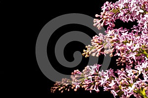 Common Lilac Syringa vulgaris Black Background