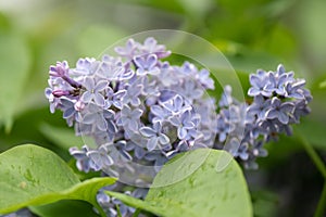 Common lilac, Syringa vulgaris blue skies, flowering