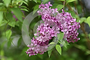 Common lilac, Syringa vulgaris photo