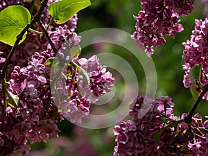 Common Lilac (Syringa vulgaris) \'Ogni Donbassa\' blooming with purple double flowers