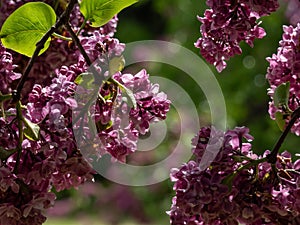 Common Lilac (Syringa vulgaris) \'Ogni Donbassa\' blooming with purple double flowers