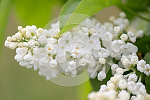 Common lilac, Syringa vulgaris, panicle of white flowers