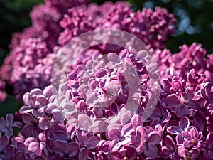 Common Lilac (Syringa vulgaris) \'Poltava\' blooming with flowers in beautiful shades of violet to lilac