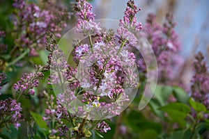 Common Lilac Syringa vulgaris Purple Blooms