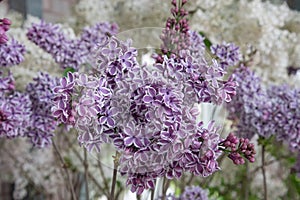 Common lilac, Syringa vulgaris Sensation, panicle of white lined purple flowers