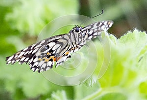 Common lime butterfly