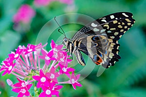 Common Lime butterfly feeding on pentas lanceolata photo