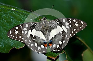 Common Lime Butterfly on Leaf