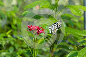 Common lime butterfly or Papilio butterfly on red Ixora flower blossom