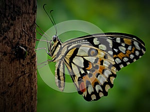 Common Lime Butterfly