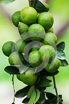 Common lime photo