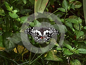 Common Lime Papilio Demoleus