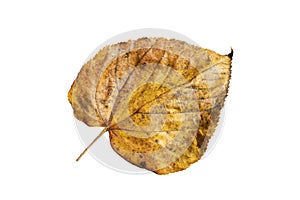 Common lime tree leaf tilia x europaea in autumn fall colour