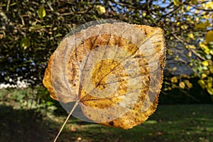 Common lime tree leaf tilia x europaea in autumn fall colour