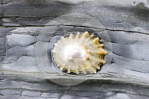 Common Limpet