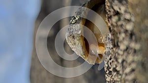 The Common Limpet hiding, Patella vulgata, Sea Mollusc, is an aquatic snail with uncommonly strong teeth.