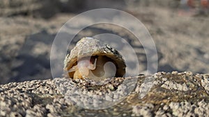 The Common Limpet, Patella vulgata, Sea Mollusc, is an aquatic snail with uncommonly strong teeth.