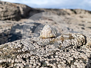 The Common Limpet, Patella vulgata, Sea Mollusc, is an aquatic snail with uncommonly strong teeth.