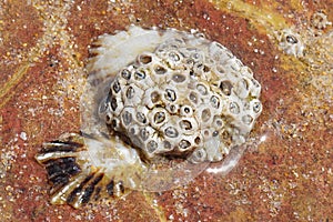 Common limpet shell in the sand photo