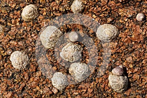 Common limpet snails Patella vulgata