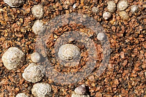 Common limpet snails Patella vulgata