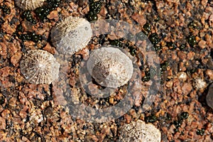 Common limpet snails Patella vulgata photo
