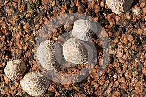 Common limpet snails Patella vulgata