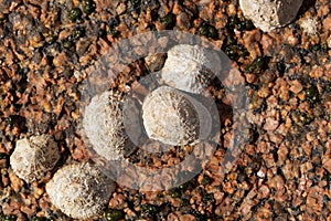 Common limpet snails Patella vulgata photo