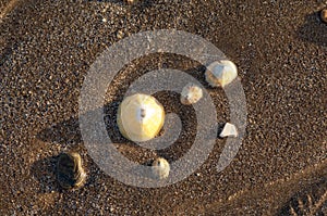 Common limpets on a beach photo